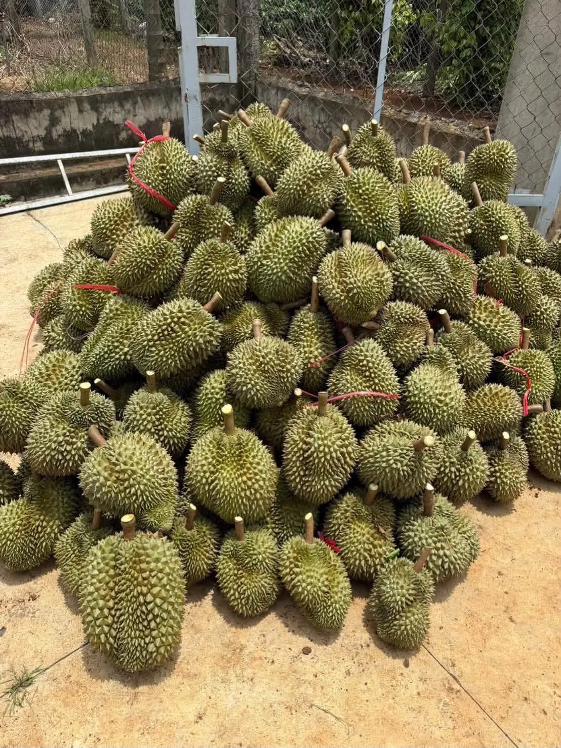 Vườn sầu riêng ri6 eayong (ảnh 2)
