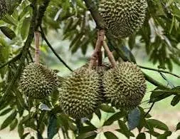Vườn sầu riêng ri6 eayong (ảnh 3)