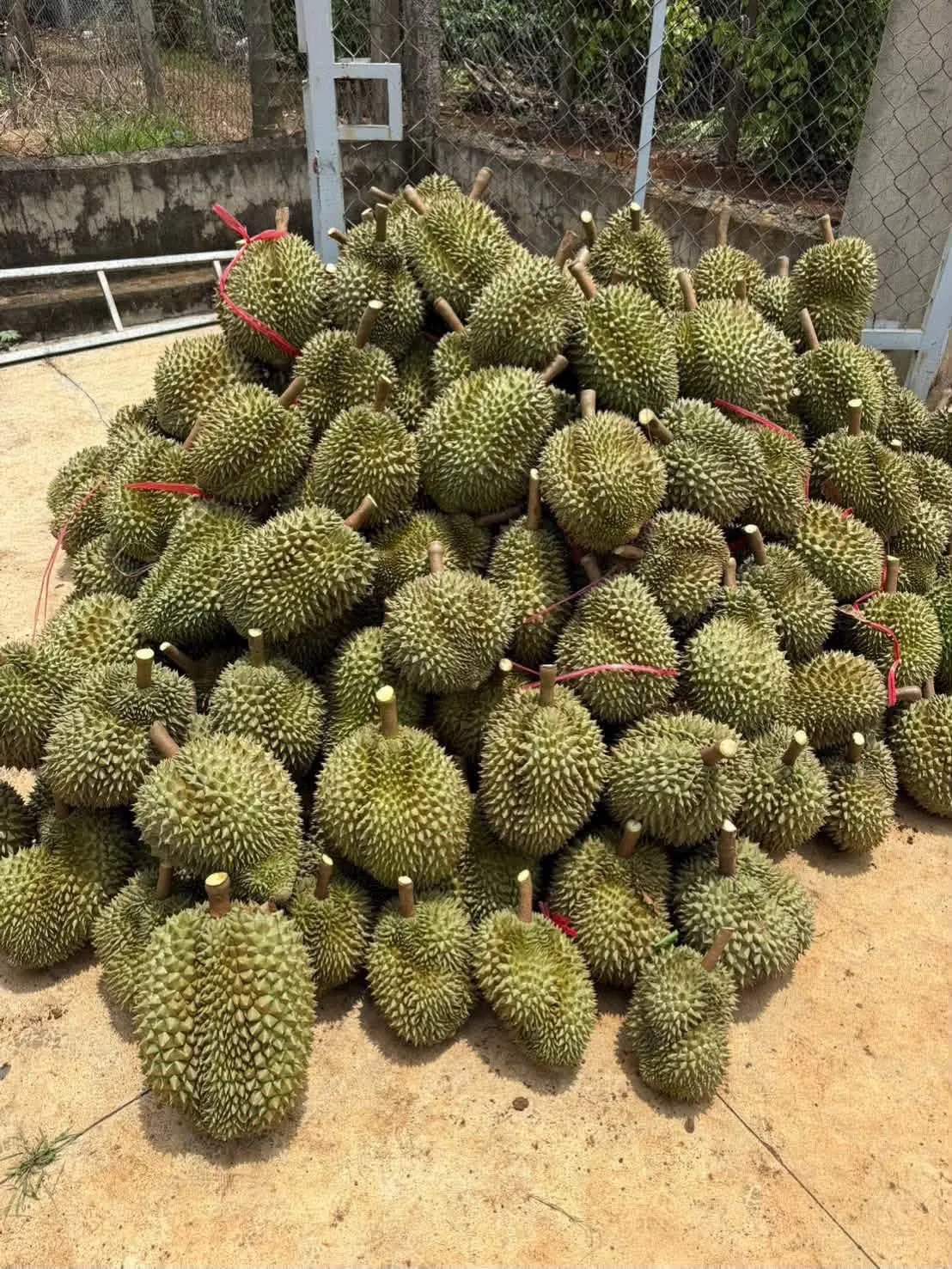 Vườn sầu riêng Đắk Lắk trĩu quả (ảnh 4)