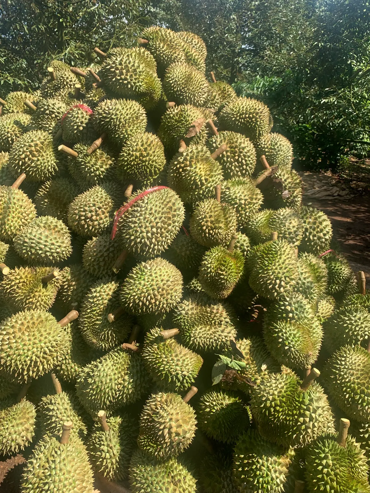 Vườn sầu riêng Đắk Lắk (ảnh 3)