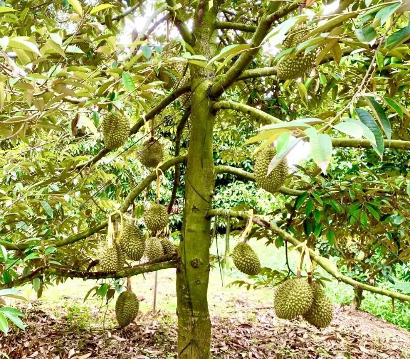 Vườn sầu riêng ri6 eayong (ảnh 1)