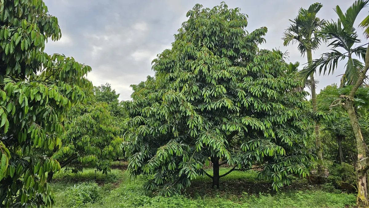 Vườn sầu riêng ri6 eayong (ảnh 2)