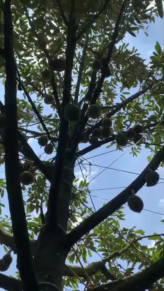 Vườn sầu riêng Đắk Lắk
