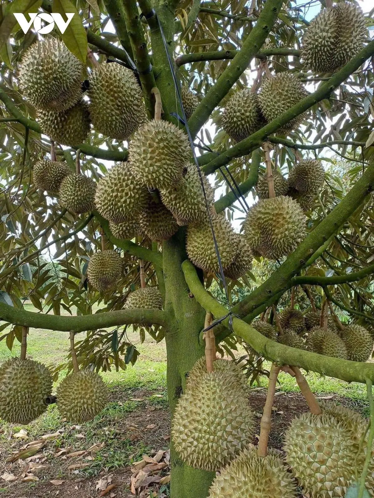 Vườn sầu riêng Đắk Lắk (ảnh 2)