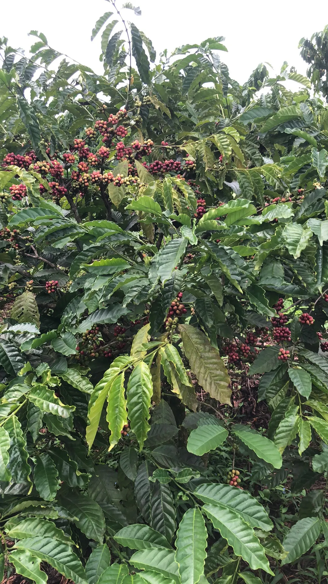 Vườn cà phê Đắk Lắk trĩu quả (ảnh 2)