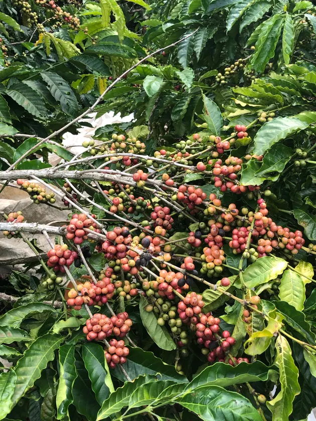 Vườn cà phê Đắk Lắk trĩu quả (ảnh 4)