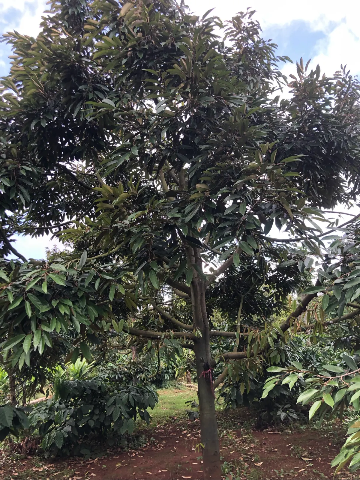 Vườn sầu riêng thái (ảnh 1)