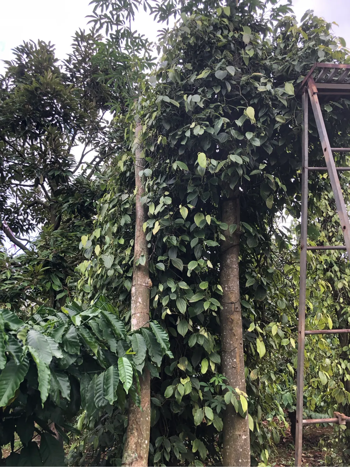 Vườn sầu riêng thái (ảnh 2)